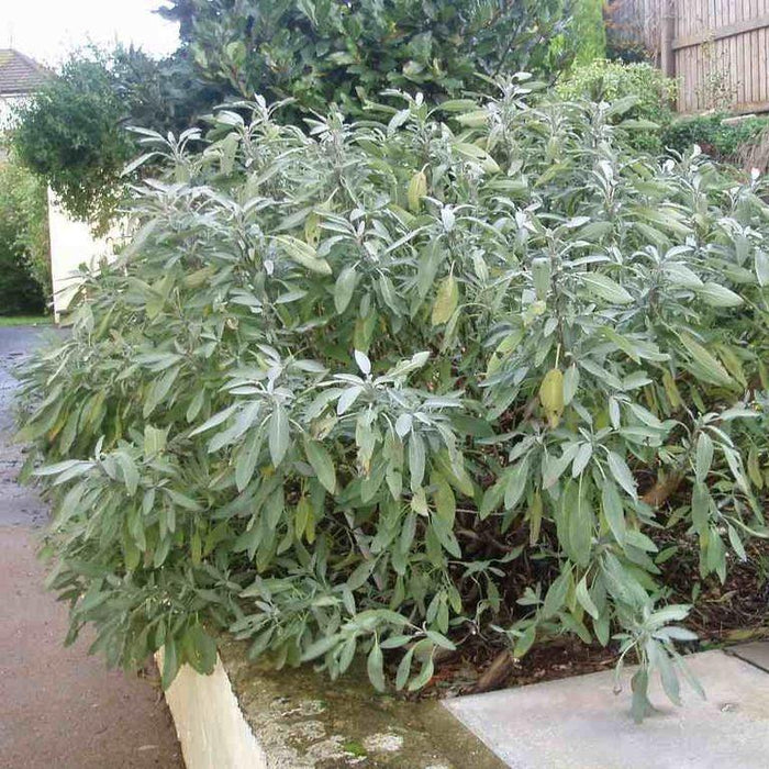 Sage, Garden Sage