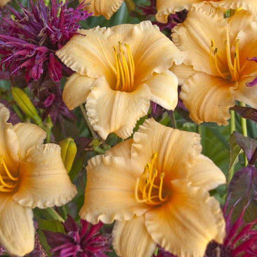 Daylily, Apricot Sparkles Daylily