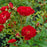Rose, Easy Elegance Chi Floribunda Rose