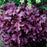 Coral Bells, Forever® Purple Coral Bells