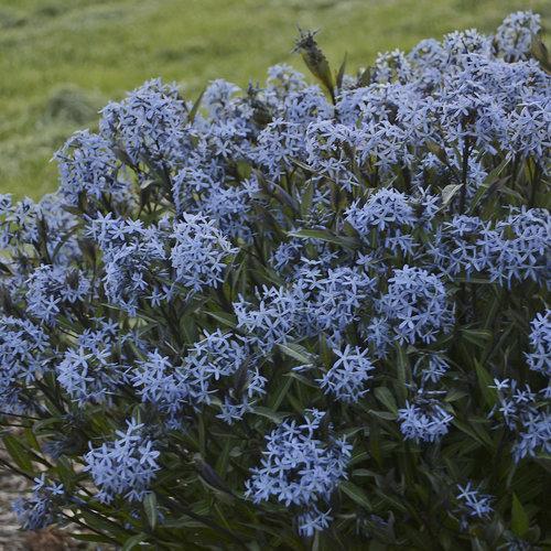 Blue Star, Storm Cloud Blue Star