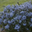 Blue Star, Storm Cloud Blue Star
