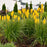 Torch Lily, PW® Pyromania® Solar Flare Red Hot Poker
