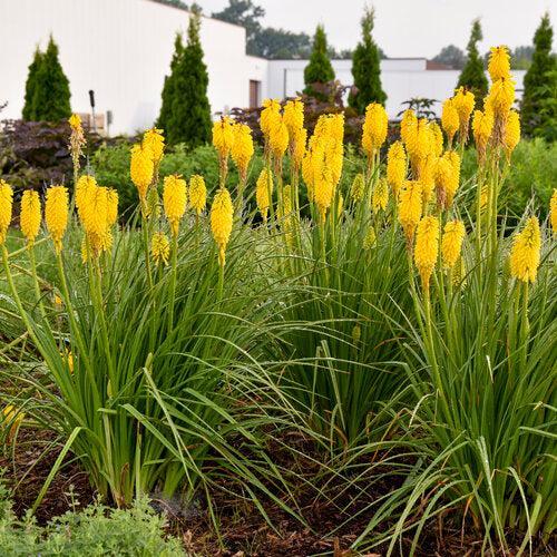 Torch Lily, PW® Pyromania® Solar Flare Red Hot Poker