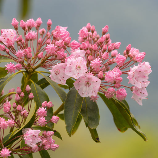 Mountain Laurel, Tinkerbell Mountain Laurel
