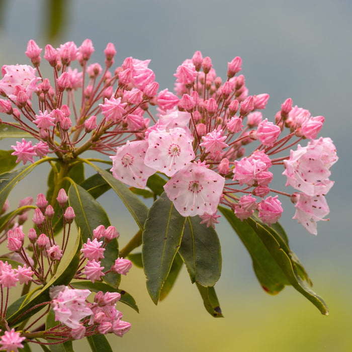 Mountain Laurel, Tinkerbell Mountain Laurel