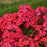 Phlox, Luminary® Sunset Coral Phlox
