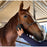 Tiger's Tongue Horse Groomer Epona