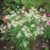 American Boneset