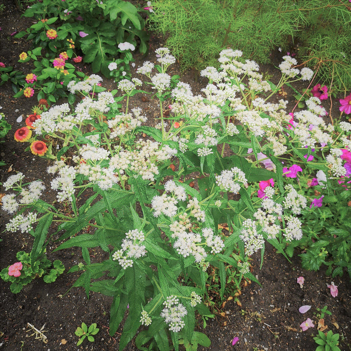 American Boneset