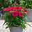 Coneflower, SunMagic® Vintage Lipstick Echinacea