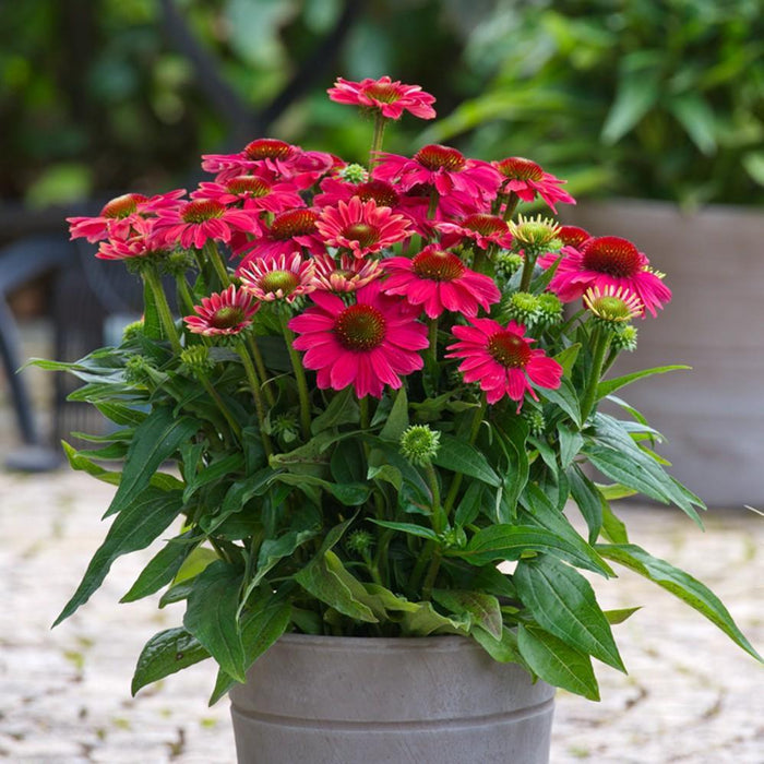 Coneflower, SunMagic® Vintage Lipstick Echinacea