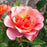 Rose, Tequila® Supreme Rose