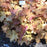 Coral Bells, Caramel Coral Bells