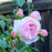 Rose, The Wedgwood Climbing Rose