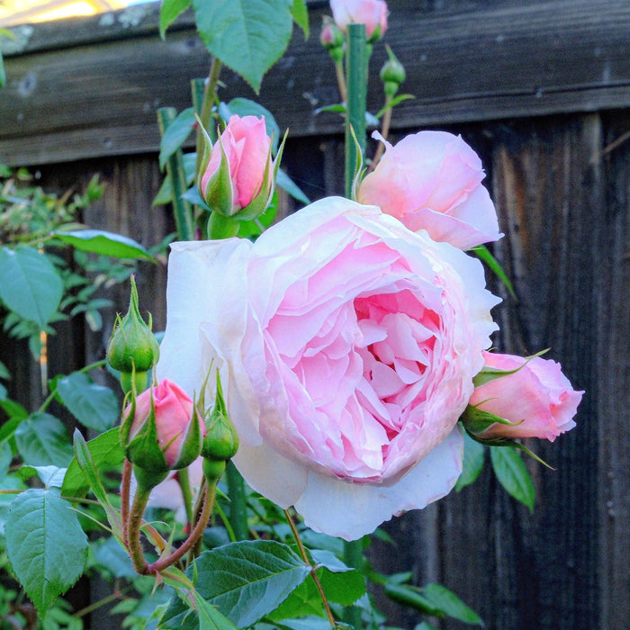 Rose, The Wedgwood Climbing Rose