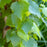 Birch, First Editions® Parkland Pillar® Birch