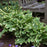 Hosta, PW® Shadowland® Wheee! Hosta