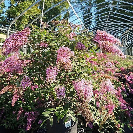 Butterfly Bush, Pink Cascade II Butterfly Bush