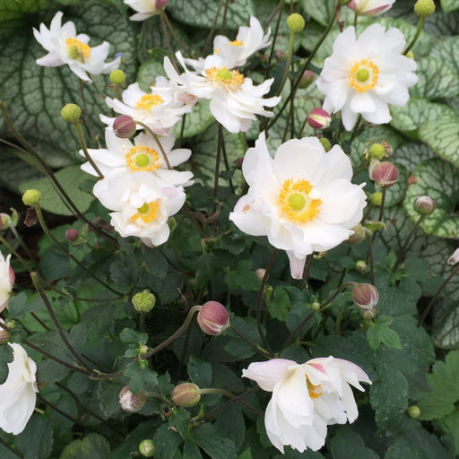 Anemone, Fantasy™ Snow Angel Anemone