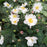 Anemone, Fantasy™ Snow Angel Anemone