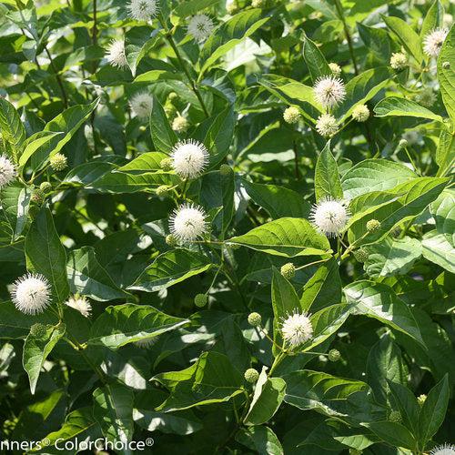 Buttonbush, Sugar Shack® Buttonbush