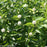 Buttonbush, Sugar Shack® Buttonbush