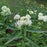 Milkweed, Ice Ballet Swamp Milkweed