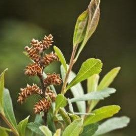 Myrica gale  - Sweetgale