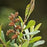 Myrica gale  - Sweetgale