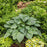 Hosta, PW® Shadowland® Empress Wu Hosta
