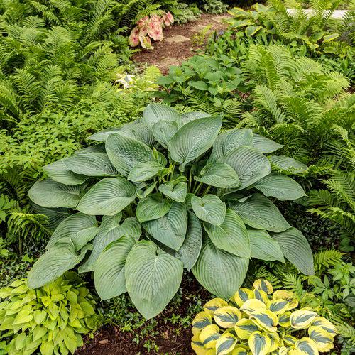 Hosta, PW® Shadowland® Empress Wu Hosta