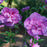 Hibiscus, Dark Lavender Chiffon® Rose of Sharon