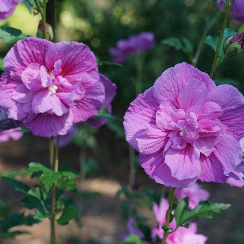 Hibiscus, Dark Lavender Chiffon® Rose of Sharon