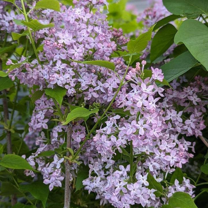 Lilac, Scentara® Pura Lilac