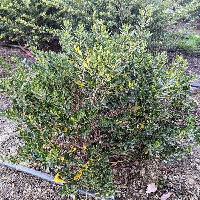 Holly, Forever Emerald™ Inkberry