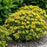 Sedum, PW® Rock 'N Round® Bright Idea Stonecrop