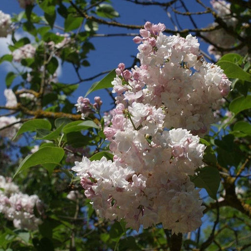 Lilac, Beauty Of Moscow Lilac