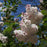 Lilac, Beauty Of Moscow Lilac