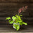 Coral Bells, Primo® Pistachio Ambrosia Heuchera