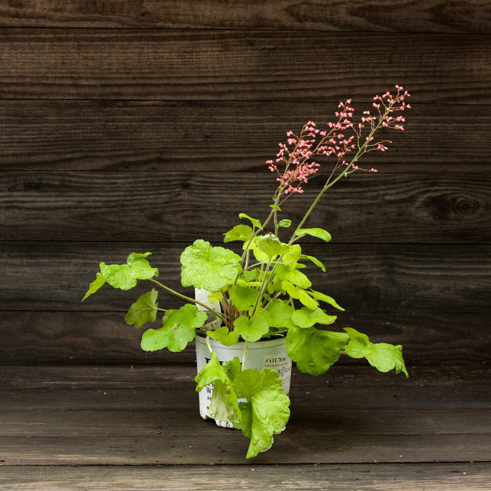 Coral Bells, Primo® Pistachio Ambrosia Heuchera