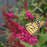 Butterfly Bush, Miss Molly Butterfly Bush