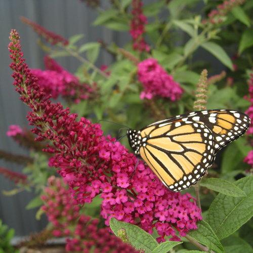 Butterfly Bush, Miss Molly Butterfly Bush