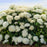 Hydrangea, First Editions® FlowerFull™ Smooth Smooth Hydrangea