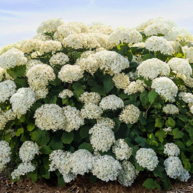 Hydrangea, First Editions® FlowerFull™ Smooth Smooth Hydrangea