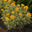 False Sunflower, Sunstruck False Sunflower