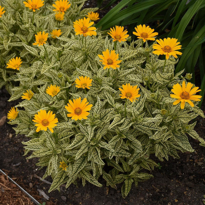 False Sunflower, Sunstruck False Sunflower