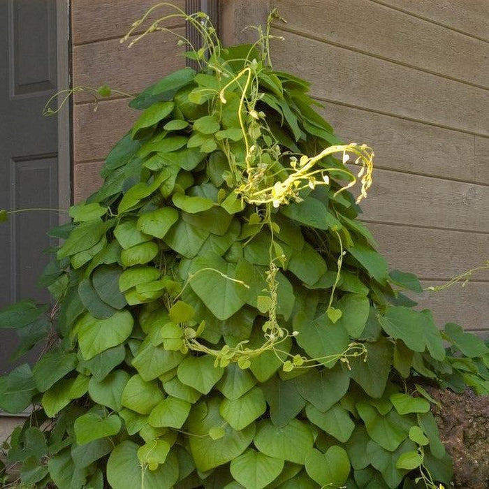 Dutchman's Pipe