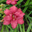 Daylily, Double Pardon Me Daylily