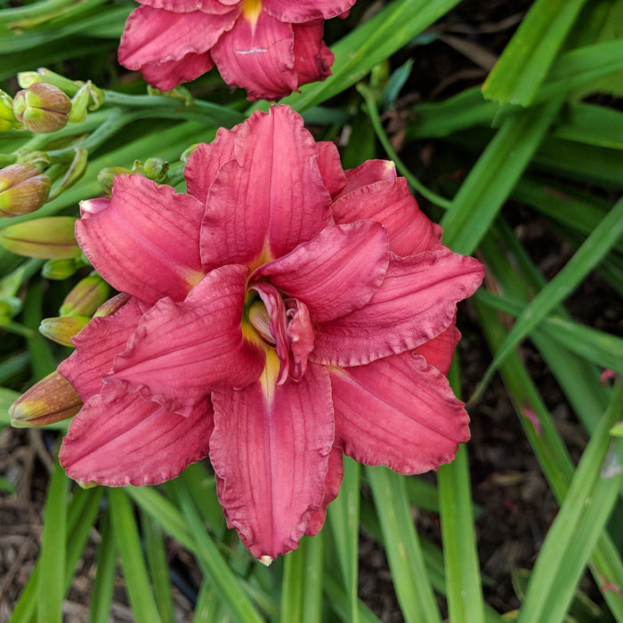 Daylily, Double Pardon Me Daylily